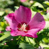 Green Boutiqu - Garden Plant - Hibiscus syriacus Woodbridge - Hardy Hibiscus - Pink - 3 Plants - 17cm Pot - 45cm Height