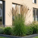 Calamagrostis Karl Foerster - Calamagrostis × acutiflora - H 15-25 cm, pot Ø11 cm - photo 6