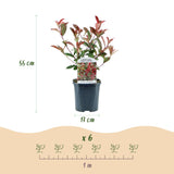 Green Boutiqu - Hedge Plants - Photinia fraseri Red Square - green red - 6 plants - 1 linear meter - evergreen - 17cm pot height 55cm