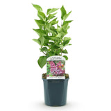 Green boutiQ - Garden Plant - Syringa vulgaris Michel Buchner - Common Lilac - Hardy - Pink - 1 Plant - Pot 17cm - Height 45cm