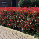 Green Boutiqu - Hedge Plants - Photinia fraseri Red Square - green red - 6 plants - 1 linear meter - evergreen - 17cm pot height 55cm