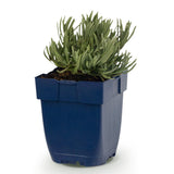 Lavande blanche Edelweiss - H 15-25 cm, pot Ø11 cm