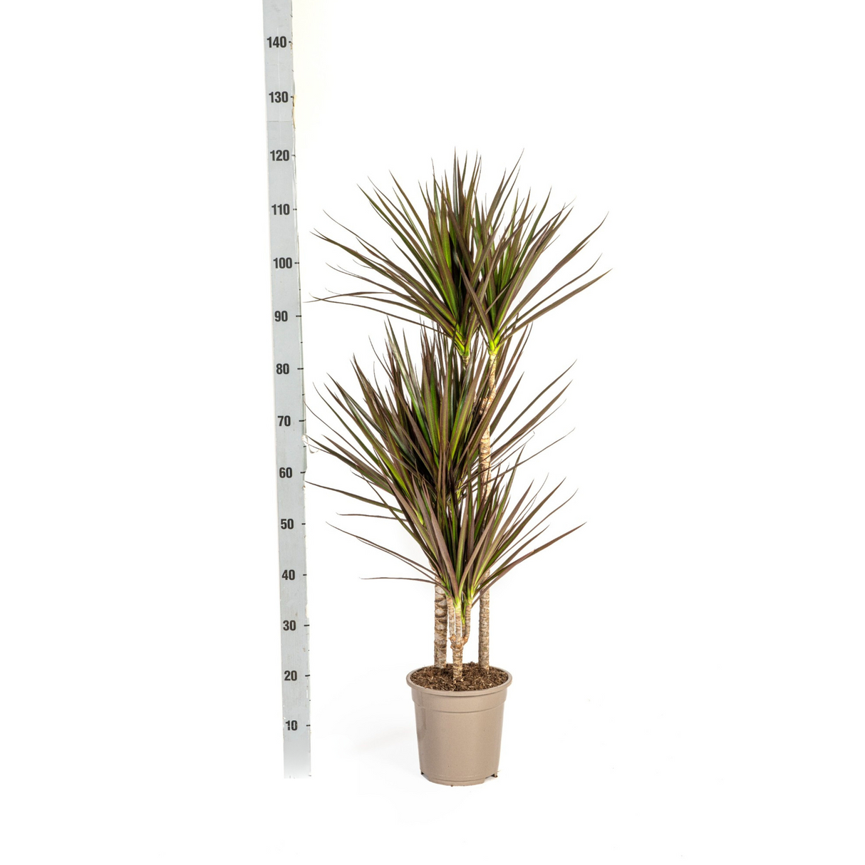 Dracaena Marginata Magenta avec cache-pot