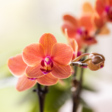 Orchidée Phalaenopsis orange Mineral Bolzano et 2 succulentes - coffret Desert Summer blanc