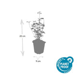 Agastache Black Adder en godet - Agastache hybride - H 10-25 cm, pot Ø9 cm - photo 4