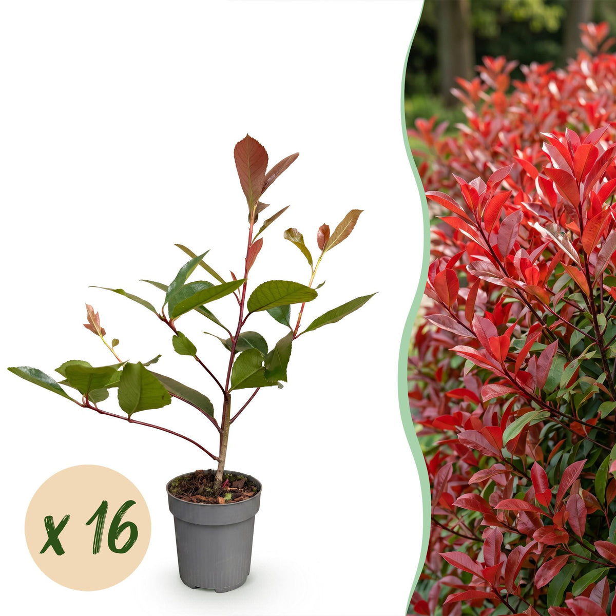 Kit haie Photinia Red Robin - H 25-35 cm, pot Ø9 cm