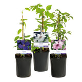 Clématites Tricolour - trio violet, rose et blanc - H 35 cm, pot Ø9 cm - photo 2