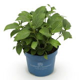 Green Boutiqu - Garden Plant - Hydrangea Endless Summer Summer Love Red - Red Hortensia - Winter Hardy - Deep Red - 1 Plant - 14cm Pot - Height 20-25cm