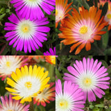 Delosperma Jewel of Desert en mélange - 8 plants - H 17 cm, pot Ø14 cm