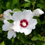 Red Heart Hibiscus syriacus - Hardy Garden Hibiscus Shrub - White & Red Flowering Plant - 3 Plants - 17cm Pot - 45cm Height