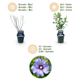 Green Boutiqu - Garden Plant - Hibiscus syriacus Oiseau Blue - Garden Hibiscus - Winter Hardy - Blue - 3 Plants - 17cm Pot - 45cm Height