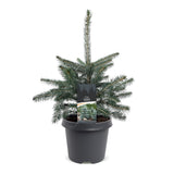 Épicéa bleu du Colorado - Picea pungens Glauca - H 60 cm, pot Ø23 cm - photo 2