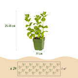 Green boutiQ - Borderpakket - Thee kruiden - 24 Vaste planten - 3 m2 - Diversen kleuren - Weinig Onderhoud - Pot 11cm