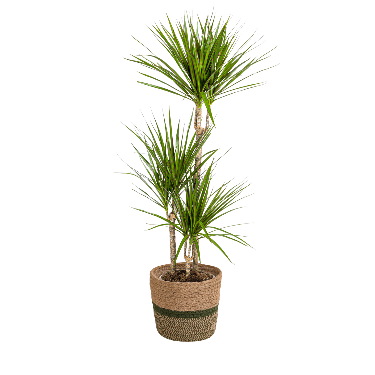 Dracaena Marginata Verte avec cache-pot