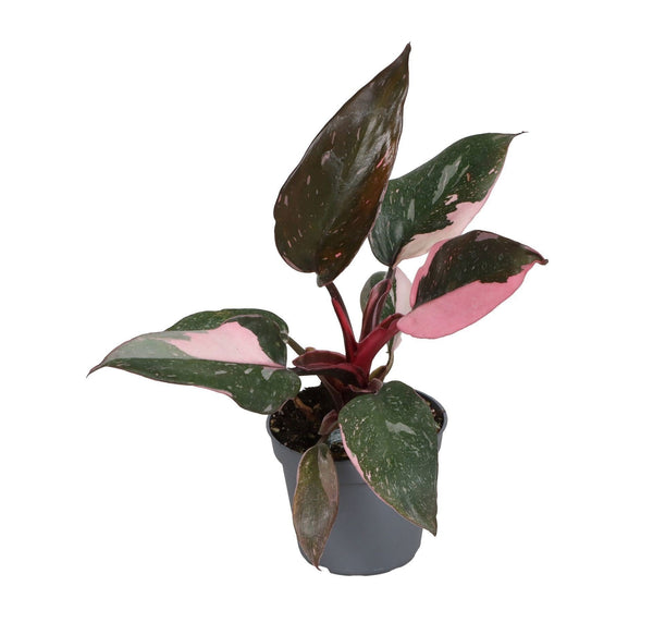 Mini Philodendron Pink Princess Marble - Philodendron erubescens - H 12 cm, pot Ø6 cm