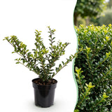 Kit haie Houx japonais Golden Gem - H 20-30 cm, pot Ø9 cm