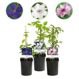 Clématites Tricolour - trio violet, rose et blanc - H 35 cm, pot Ø9 cm