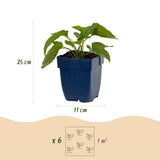 Rudbeckia Goldsturm - H 15-25 cm, pot Ø11 cm