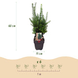 Green boutiQ - Haagplanten - Taxus media Hilii - blad groen - 6 planten - 1 strekkende meter - groenblijvend - pot 17cm hoogte 60cm