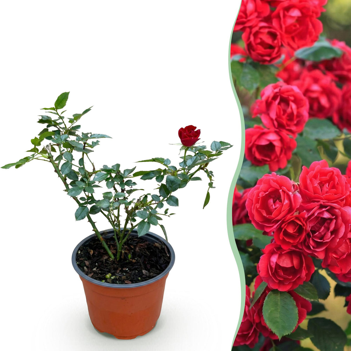 Rosier couvre-sol Red Fairy - H 20-25 cm, pot Ø12 cm