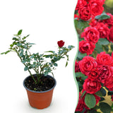 Rosier couvre-sol Red Fairy - H 20-25 cm, pot Ø12 cm