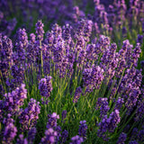 Lavande Munstead - Lavandula angustifolia - H 15-25 cm, pot Ø12 cm - photo 5