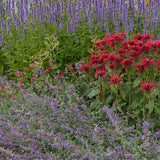 Green boutiQ - Borderpakket - Geurend - 8 Vaste planten - 1 m2 - Diversen kleuren - Weinig Onderhoud - Pot 11cm