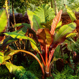 Green boutiQ - Fruitplant - Bananen plant - Ensete ventricosum Maurelli - Winterhard - 6 planten - Pot 17cm Hoogte 40cm