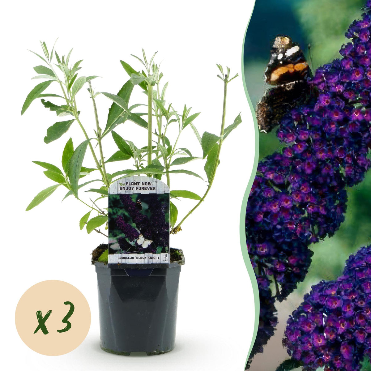 Green boutiQ - Garden Plant - Buddleja davidii Black Night - Butterfly Bush - Winter Hardy - Purple - 3 Plants - 17cm Pot - Height 45cm