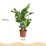Monstera Deliciosa – Plante trouée | Pot 17 cm, Hauteur 50-55 cm