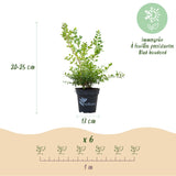 La Green Touch - Buxus Hedge - BetterBuxus Babylon Beauty - Resistant to Buxus Blight - 12 Plants - 2 Linear Meters - 13cm Pot Height 30-35cm