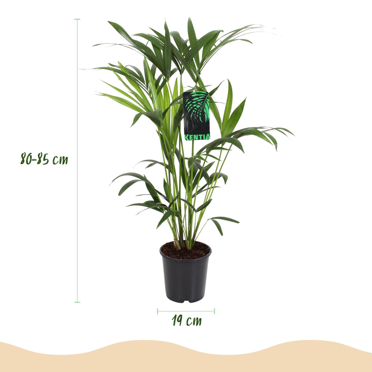 Kentia Palm – Howea Forsteriana