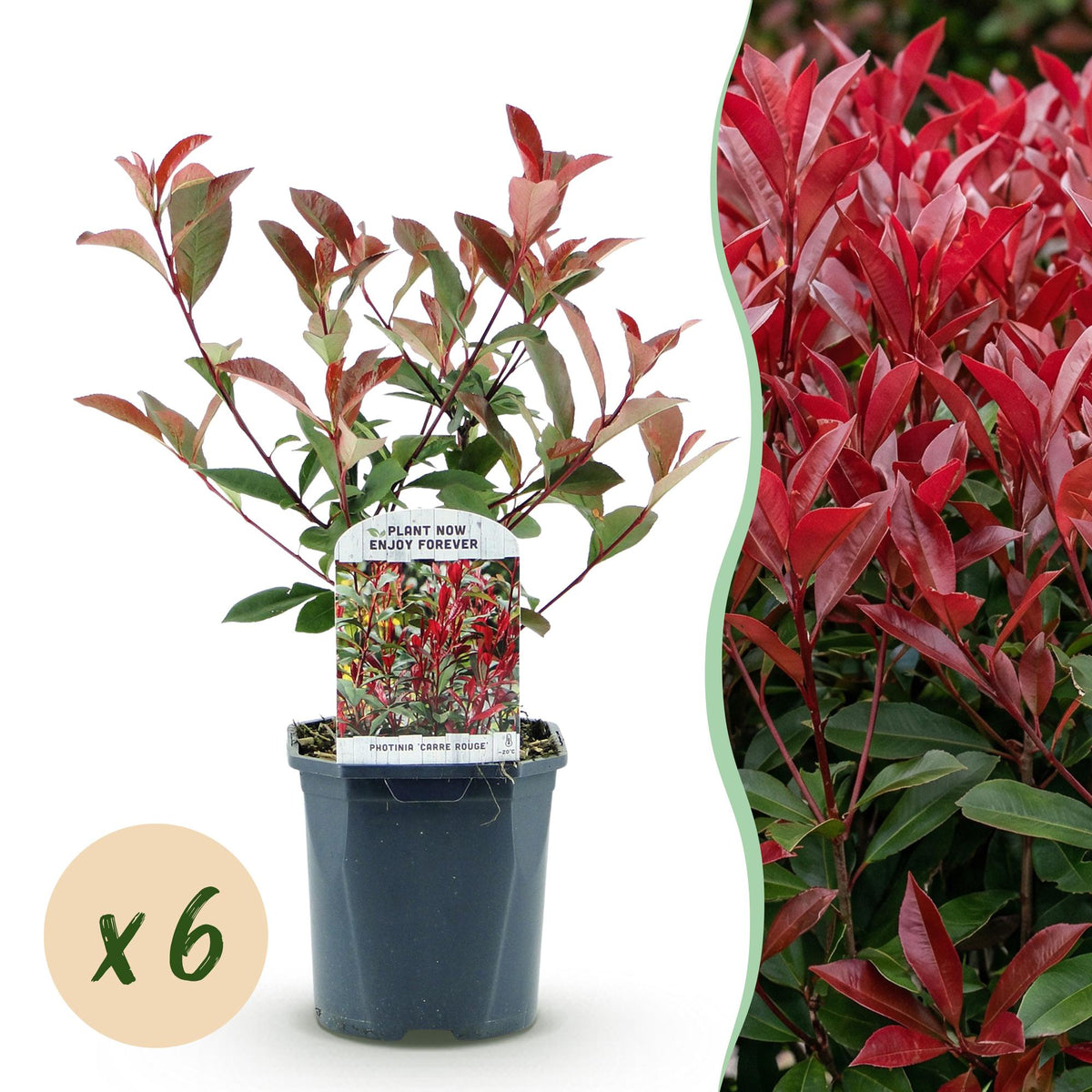 Green Boutiqu - Hedge Plants - Photinia fraseri Red Square - green red - 6 plants - 1 linear meter - evergreen - 17cm pot height 55cm