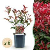 Green Boutiqu - Hedge Plants - Photinia fraseri Red Square - green red - 6 plants - 1 linear meter - evergreen - 17cm pot height 55cm