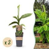 Green boutiQ - Fruitplant - Japanse vezelbanaan - Musa Basjoo - Winterhard - 2 planten - Pot 15cm Hoogte 50cm