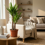 Yucca Elephantipes – Palmier yucca | Pot 21 cm