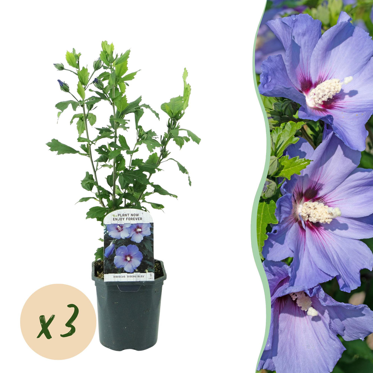 Green Boutiqu - Garden Plant - Hibiscus syriacus Oiseau Blue - Garden Hibiscus - Winter Hardy - Blue - 3 Plants - 17cm Pot - 45cm Height