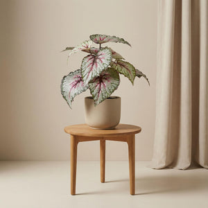 Begonia plante artificielle pot inclus