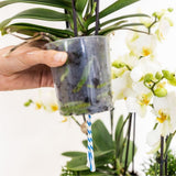 Orchidées Phalaenopsis blanches Niagara Fall en panier Cotton - bouquet retombant de 6 hampes - H 40 cm, pots Ø9 cm