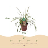 Green boutiQ - Siergrassen - Carex morrowii Ice Dance  - Wit & Groen - 4 Planten - Bladhoudend - Weinig Onderhoud - Pot 17cm Hoogte 50cm