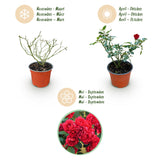 Green boutiQ - Garden Rose - Rosa Rote The Fairy - Rose Bush - Winter Hardy - Red - 3 Plants - 12cm Pot - Height 20-25cm