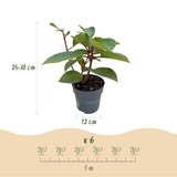 Hortensia paniculé Living Infinity - H 20-30 cm, pot Ø12 cm