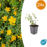 Millepertuis Peter Dummer en godet - Hypericum x dummeri - H 10-25 cm, pot Ø9 cm