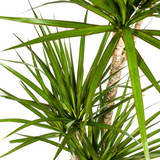 Dracaena Marginata Verte avec cache-pot