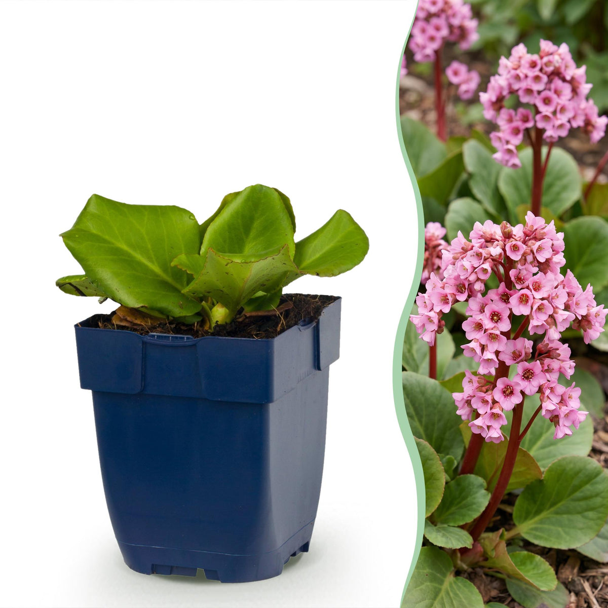 Bergénia - Bergenia cordifolia - H 15-25 cm, pot Ø11 cm - photo 12