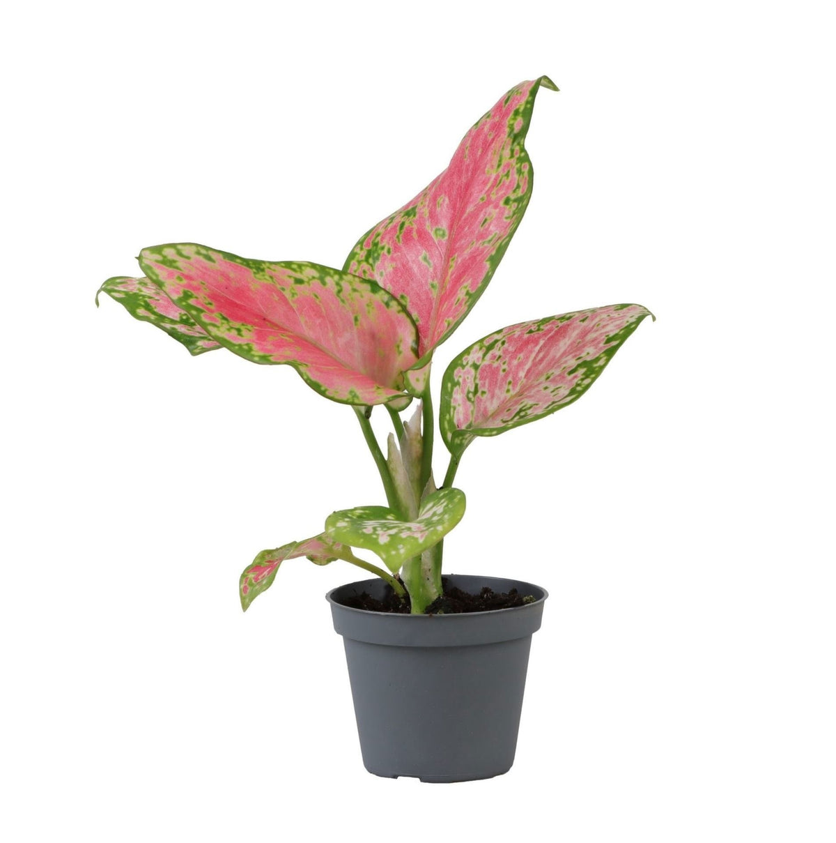 Mini Aglaonema Red Valentine - Aglaonema à feuillage rose - H 12 cm, pot Ø6 cm