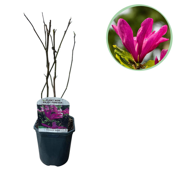 Green boutiQ - Heesters -  Magnolia Susan  - Bloemen Donker Roze - 1 plant - bladverliezend - weinig onderhoud - pot 17cm hoogte 45cm