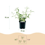 La Green Touch - Garden Plant - Buddleja davidii White Profusion - Butterfly Bush - Hardy - White - 3 Plants - 17cm Pot - 45cm Height