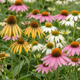 Mélange d'échinacées Tricolour - H 15-25 cm, pot Ø11 cm