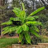 Green boutiQ - Fruitplant - Japanse vezelbanaan - Musa Basjoo - Winterhard - Pot 21cm Hoogte 90cm
